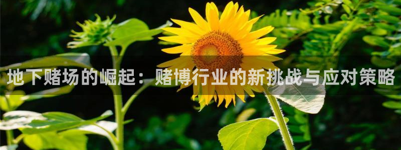 wg电子平台：地下赌场的崛起：赌博行业的新挑战与应对策略
